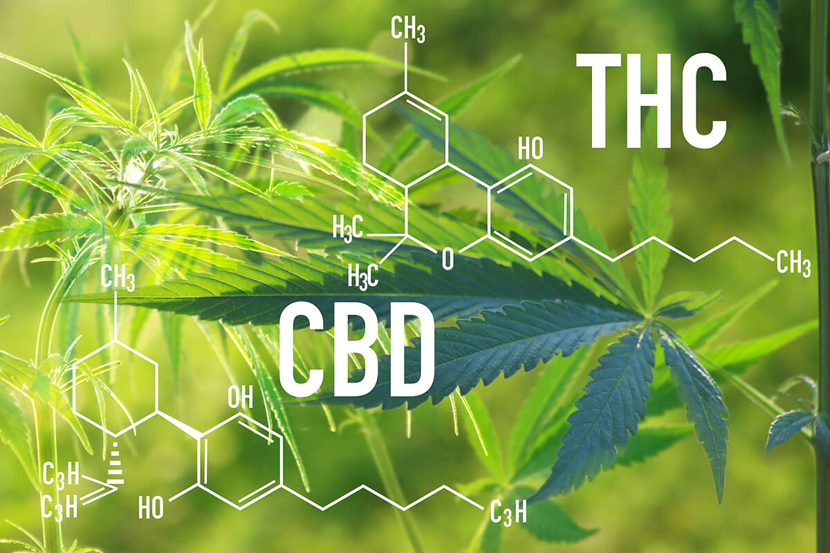 what is the difference between cbd and thc
