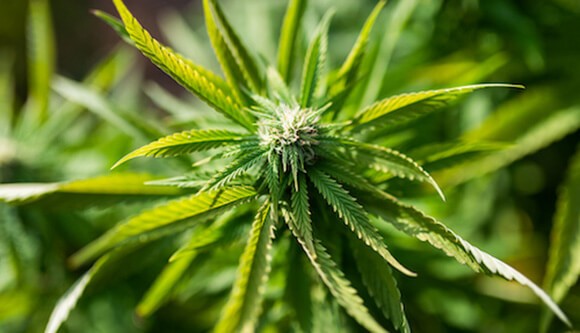 outdoor california grown cannabis harvest season october new hybrids strains