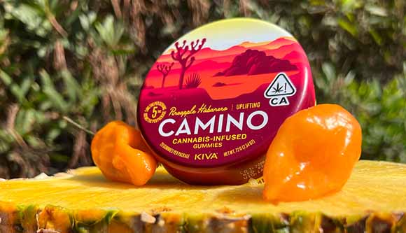 CAMINO cannabis infused gummies pineapple habanero flavor available at The Leaf El Paseo
