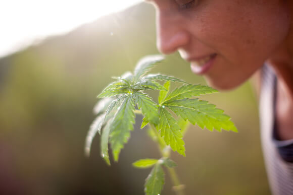 cannabis palm desert dispensary customer inhales indica marijuana plant
