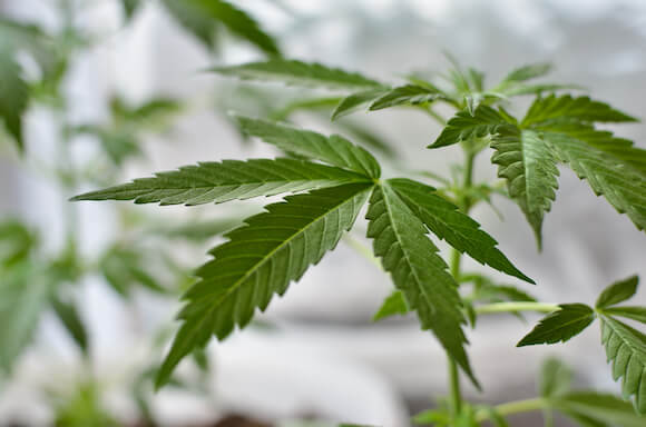 organic marijuana farm hybrid weed plant southern california