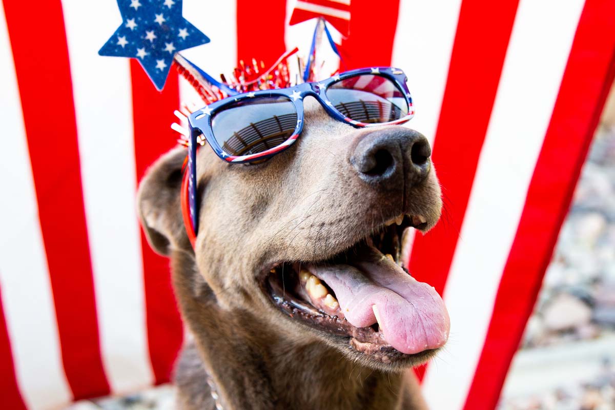 No dog anxiety 4th of July with VetCBD