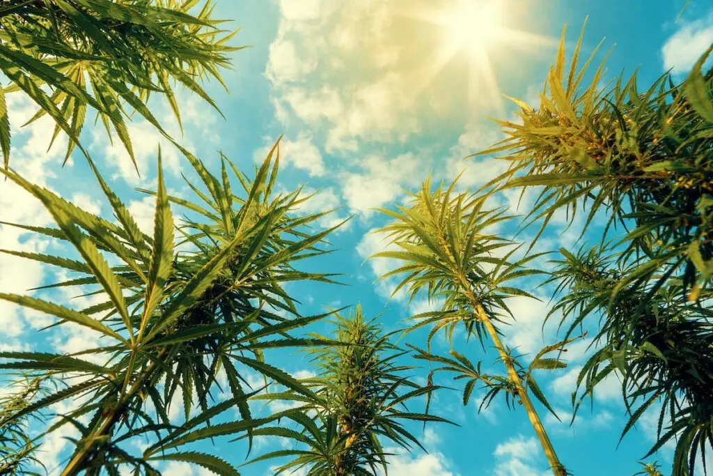 Tips from The Leaf El Paseo: Incorporating cannabis into your summer vacation plans 4 cannabis in your summer vacation plans