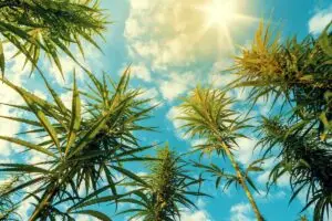 cannabis in your summer vacation plans