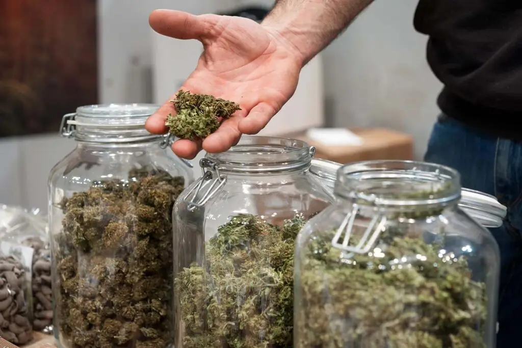 Beginner's Guide to Cannabis 10 cannabis jars
