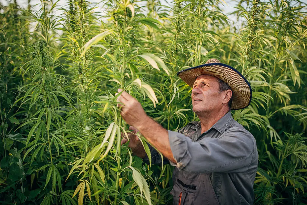 When is Croptober and What Does It Mean? 7 how to celebrate croptober top dispensaries in coachella valley visitors 1